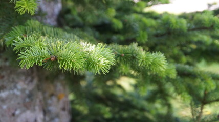 close up of pine needles