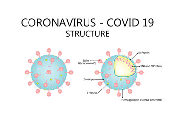 Corona virus covid19 structure. Vector illustration isolated on white background