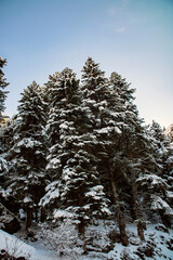 winter landscape, coniferous trees in the snow
