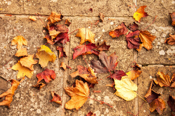 autumn leaves background