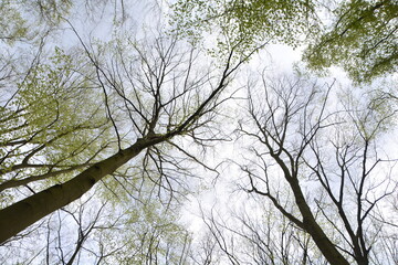 branches against sky