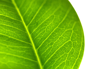 veins of the green leaves, close-up with white background