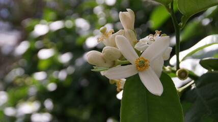 white flowers