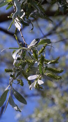 branch of a tree