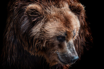 Front view of brown bear isolated on black background. Portrait of Kamchatka bear (Ursus arctos...