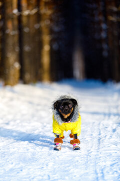 A dog of the Petit Brabanson breed in yellow warm clothes stands on the white snow