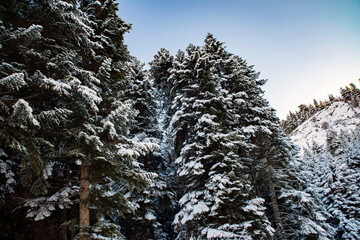 winter landscape, coniferous trees in the snow
