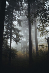 Obraz premium wald im nebel