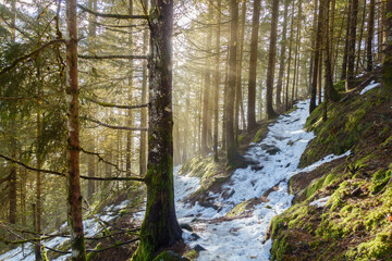 Lichtstrahlen im Winterwald am Wanderweg