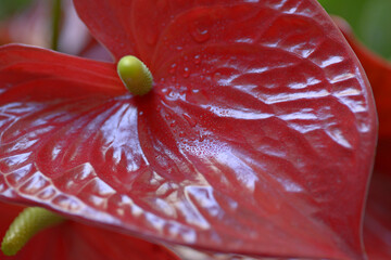 dew drops on the leaves of anthurium - 409696292