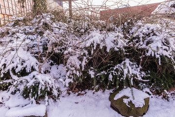 Snowed-in bushes in the city