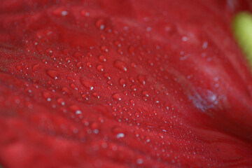 dew drops on the leaves of anthurium - 409696443