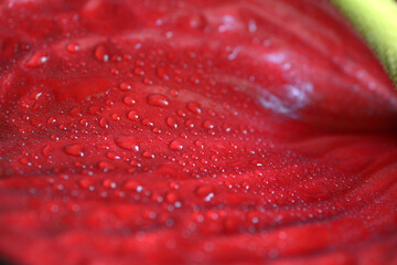 dew drops on the leaves of anthurium - 409696490