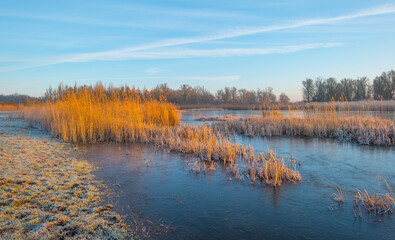 Reed along the sunny edge of a frozen blue lake in wetland in sunlight at sunrise in winter, Almere, Flevoland, The Netherlands, January 31, 2021