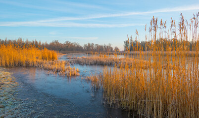 Reed along the sunny edge of a frozen blue lake in wetland in sunlight at sunrise in winter, Almere, Flevoland, The Netherlands, January 31, 2021