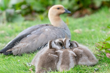 The Upland goose or Magellan goose (Chloephaga picta)