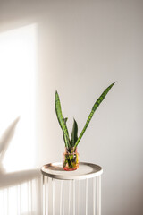 Sansevieria cuttings propagating in water in a clear pink vase, modern house decor, trending tropical houseplants.