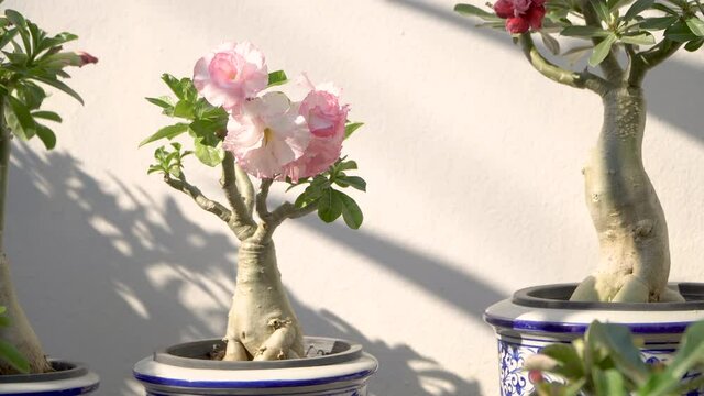 White and pink Adenium obesum or desert rose flower plant in garden, houseplant, 4K
