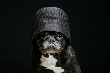 image of dog hat dark background