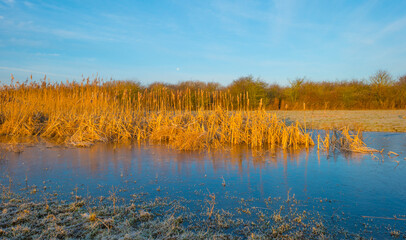 Reed along the sunny edge of a frozen blue lake in wetland in sunlight at sunrise in winter, Almere, Flevoland, The Netherlands, January 31, 2021