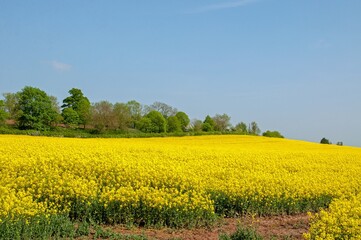 Fototapeta premium Yellow fields of summertime.