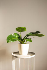 Beautiful lush Philodendron Imperial Green growing in semihydro. White pot, industrial plant stand