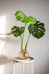 Beautiful monstera deliciosa cutting propagating in water with a new leaf. Hydroponic growing, trending tropical houseplants - obrazy, fototapety, plakaty