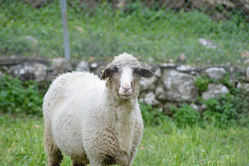 oves de raza merina pastando con sus crias