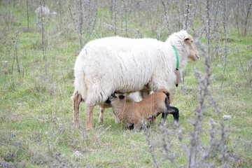 oves de raza merina pastando con sus crias