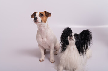 Two little cute dogs Jack Russell Terrier and Papillon breed on a white background