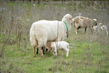 oves de raza merina pastando con sus crias