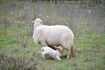 oves de raza merina pastando con sus crias