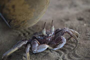 crab on the beach