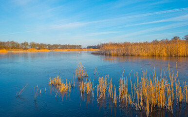 Reed along the sunny edge of a frozen blue lake in wetland in sunlight at sunrise in winter, Almere, Flevoland, The Netherlands, January 31, 2021