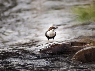 White-throated Dipper carrying food for the young