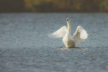 schwan streckt sich und flattert in dem See