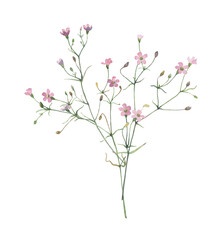 Watercolor bouquet of small pink wildflowers on a white background 