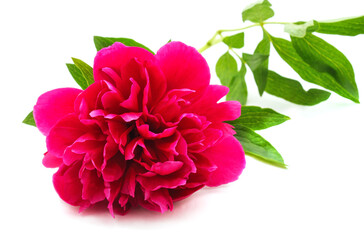 Beautiful pink peony with leaves.
