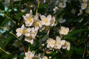 Obraz na płótnie Canvas White flowers close-up in the sunshine rays