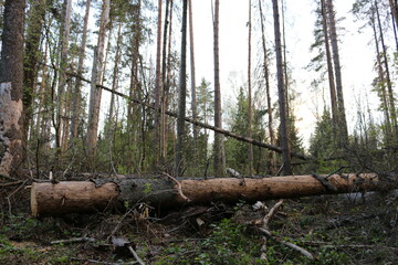 a fallen tree in a pine forest