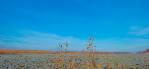 Plants in a frozen field in wetland in sunlight at sunrise in winter, Almere, Flevoland, The Netherlands, January 31, 2021