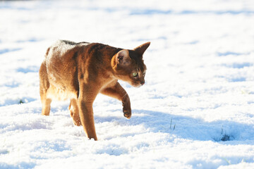 curios tabby abyssinian cat explore th fresh snow on garden lawn 