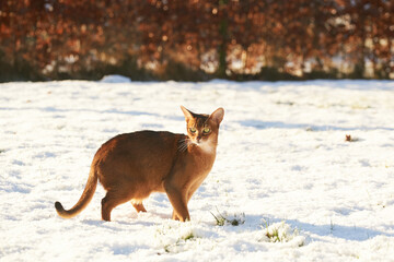 curios tabby abyssinian cat explore th fresh snow on garden lawn 