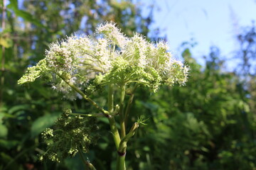 white blooming ammi spring