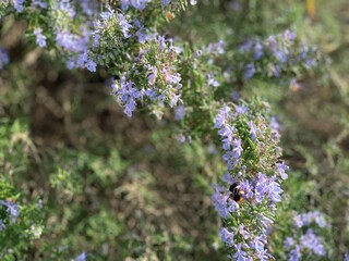 blooming rosemary Corsica France