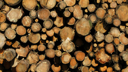 Brown Wood Logs Pile Timber