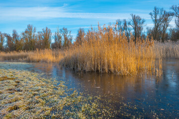 Reed along the sunny edge of a frozen blue lake in wetland in sunlight at sunrise in winter, Almere, Flevoland, The Netherlands, January 31, 2021