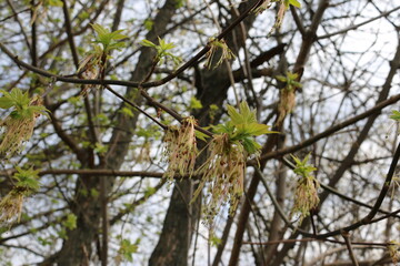 young green leaves on branches in spring