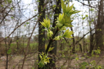 young green leaves on branches in spring