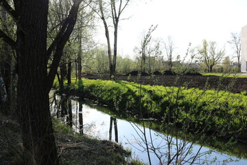 river in the park, summer